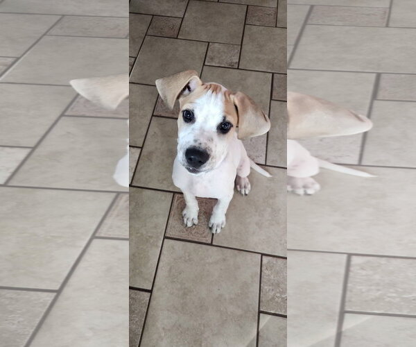 Medium Photo #3 Mutt Puppy For Sale in New London, WI, USA