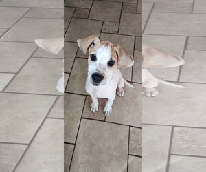 Harry - Male Mutt Dog for Adoption - Photo #3