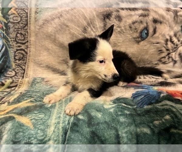 Medium Photo #2 German Shepherd Dog Puppy For Sale in LOGAN, OH, USA
