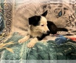 Small Photo #2 German Shepherd Dog Puppy For Sale in LOGAN, OH, USA