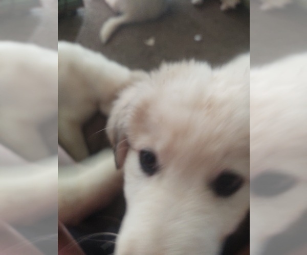 Medium Photo #11 German Shepherd Dog-Great Pyrenees Mix Puppy For Sale in JONESBORO, GA, USA