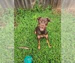 Small American Bulldog-Labrador Retriever Mix