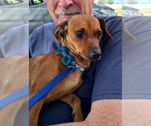Medium Photo #1 Chiweenie Puppy For Sale in Missouri City, TX, USA