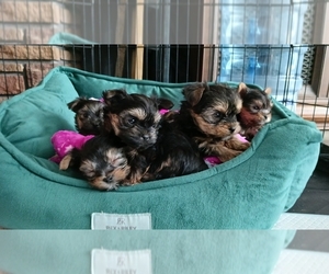 Yorkshire Terrier Puppy for sale in LEBANON, OR, USA