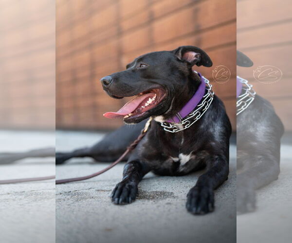Medium Photo #1 American Pit Bull Terrier-American Staffordshire Terrier Mix Puppy For Sale in Marina Del Rey, CA, USA