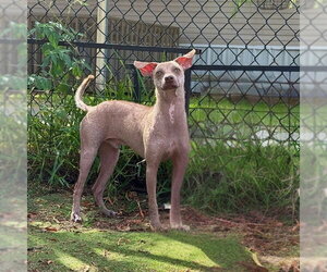 Chihuahua Dogs for adoption in Sugar Land, TX, USA