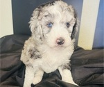 Small Photo #160 Sheepadoodle Puppy For Sale in HUNTINGTON BEACH, CA, USA