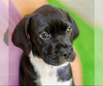 Small Photo #3 Colonial Cocker Spaniel-Unknown Mix Puppy For Sale in Canton, CT, USA