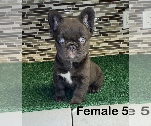Medium Photo #8 French Bulldog Puppy For Sale in SAN ANTONIO, TX, USA