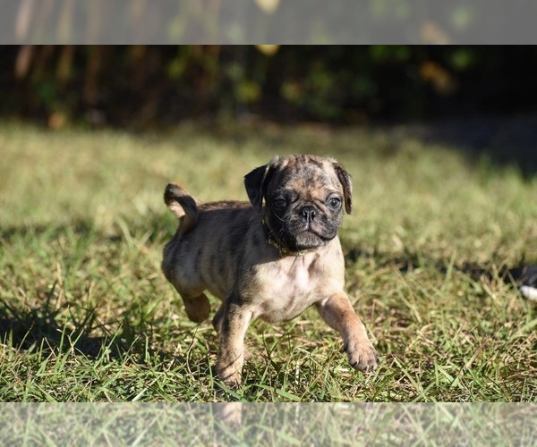 Medium Photo #4 Pug Puppy For Sale in PALM COAST, FL, USA