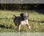 Small #3 Pug
