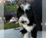 Puppy M blackwhite Sheepadoodle