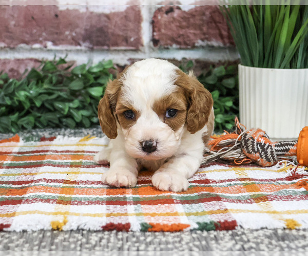 Medium Photo #4 Cavapoo (Miniature) Puppy For Sale in SYRACUSE, IN, USA