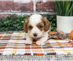 Axel - Male Cavapoo (Miniature) Puppy for Sale - Photo #4