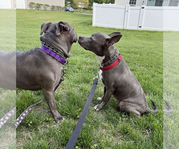 Medium Photo #47 Mutt Puppy For Sale in Mount Laurel, NJ, USA