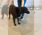 Small Labrador Retriever Mix