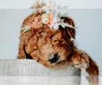 Small Photo #9 Goldendoodle Puppy For Sale in MOUNTAIN HOME, ID, USA