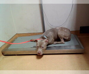 Mutt Dogs for adoption in Martinez, CA, USA
