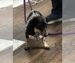 Small #4 Dachshund