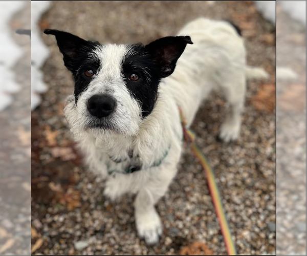 Medium Photo #3 Mutt Puppy For Sale in Cranston, RI, USA