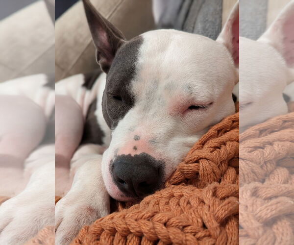 Medium Photo #6 American Pit Bull Terrier Puppy For Sale in Caribou, ME, USA