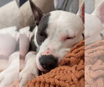 Small #5 American Pit Bull Terrier