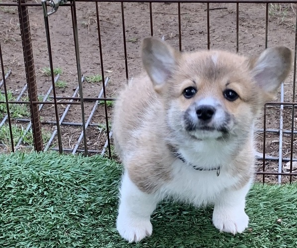 Medium Photo #5 Pembroke Welsh Corgi Puppy For Sale in BURLESON, TX, USA
