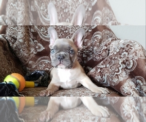 French Bulldog Puppy for sale in FARMINGTON, MO, USA