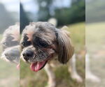 Small #3 Shih Tzu