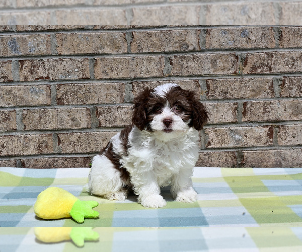 Medium Photo #1 Havapoo Puppy For Sale in GUTHRIE, KY, USA