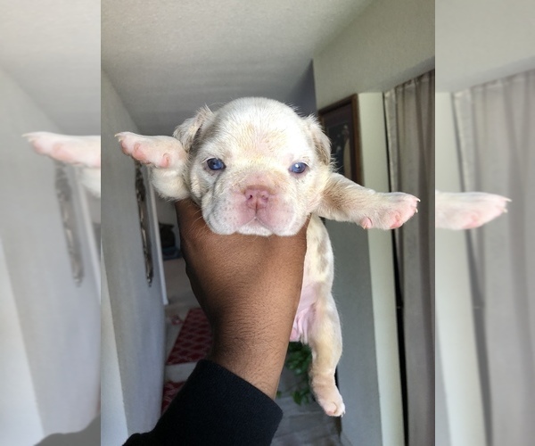 Medium Photo #3 English Bulldog Puppy For Sale in KILLEEN, TX, USA
