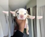 Small Photo #3 English Bulldog Puppy For Sale in KILLEEN, TX, USA