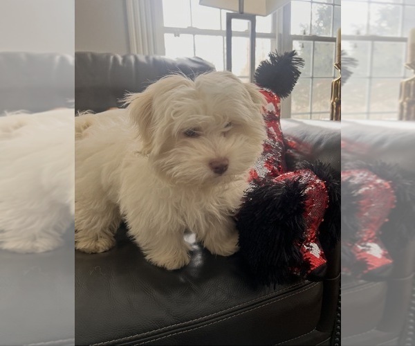 Medium Photo #5 Havanese Puppy For Sale in DURHAM, CT, USA