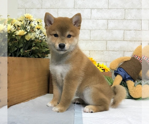 Medium Photo #5 Shiba Inu Puppy For Sale in CHICAGO, IL, USA