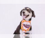 Small #1 Collie-Labrador Retriever Mix