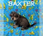 Small #2 Schnoodle (Miniature)