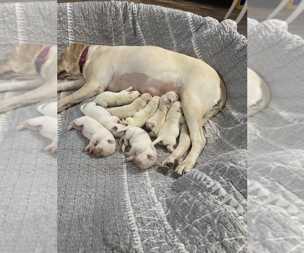 Medium Photo #9 Labrador Retriever Puppy For Sale in WILDWOOD, FL, USA