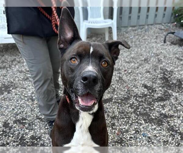 Medium Photo #2 Mutt Puppy For Sale in Santa Rosa, CA, USA