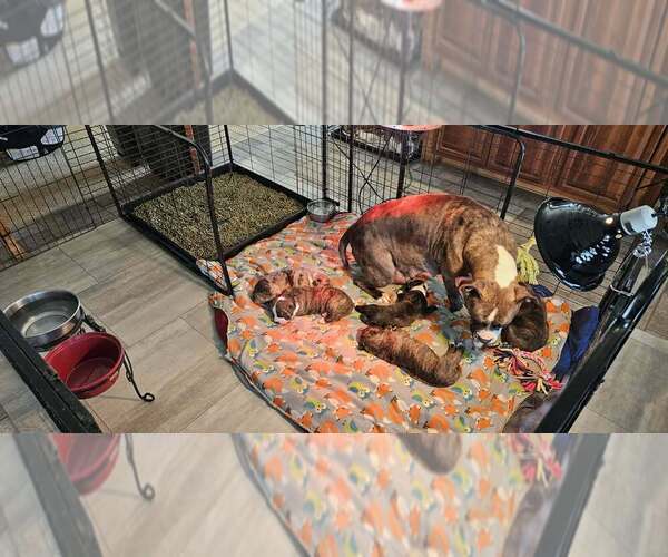 Medium Photo #4 Alapaha Blue Blood Bulldog Puppy For Sale in SHELOCTA, PA, USA