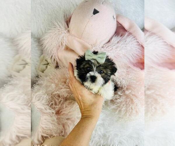 Medium Photo #17 Morkie Puppy For Sale in FERNANDINA BEACH, FL, USA