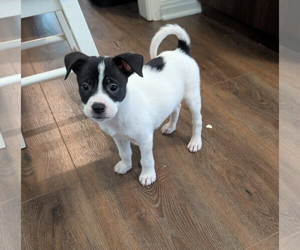 Medium Photo #2 Boxer-Unknown Mix Puppy For Sale in The Woodlands, TX, USA