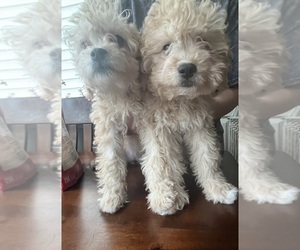 Poodle (Miniature)-Unknown Mix Puppy for sale in CAMERON, NC, USA