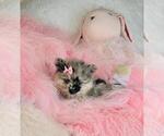 Small #16 Pomeranian