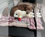 Small #2 Labrador Retriever Mix