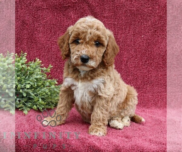 Medium Photo #5 Goldendoodle (Miniature) Puppy For Sale in EPHRATA, PA, USA