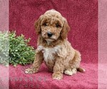 Small #4 Goldendoodle (Miniature)