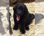 Small #4 Newfoundland