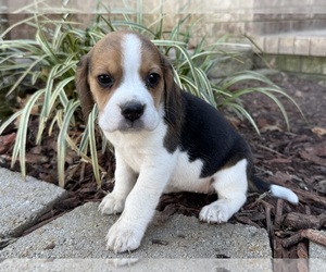 Beagle Puppy for sale in FORDLAND, MO, USA