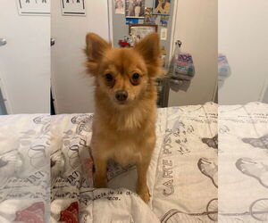 Pomeranian Dogs for adoption in west Palm Beach, FL, USA