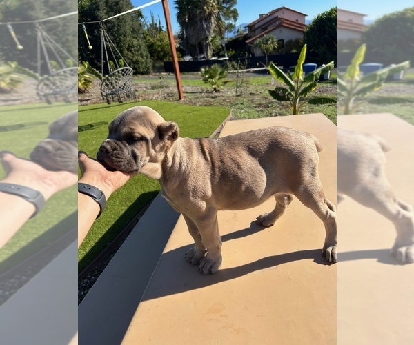 Medium Photo #45 Cane Corso Puppy For Sale in OCEANSIDE, CA, USA